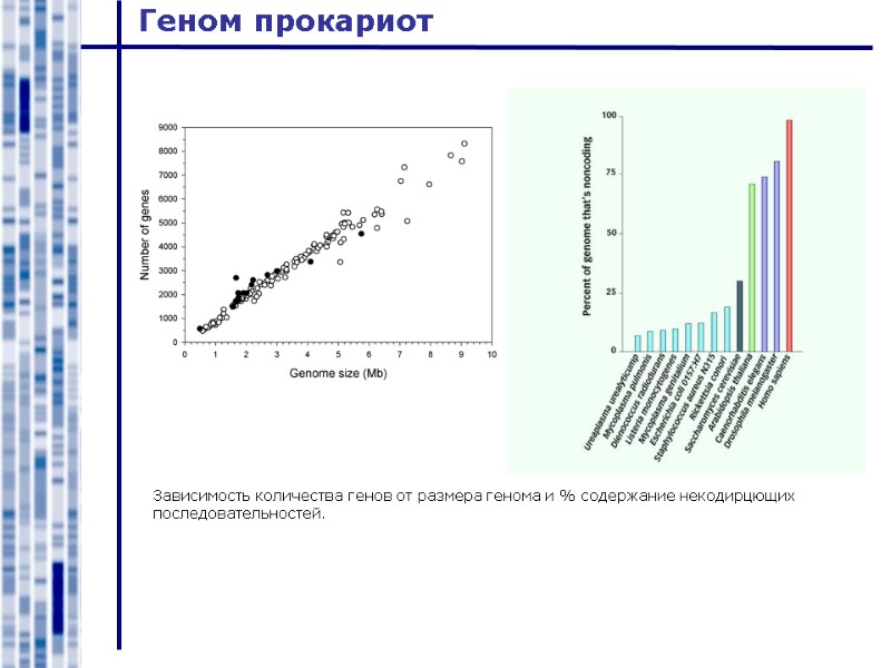 Геном прокариот Зависимость количества генов от размера генома и % содержание некодирцющих последовательностей.